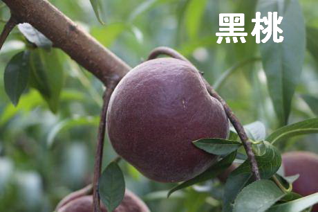中华黑桃王(图1)