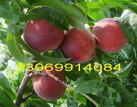 早春红桃(图1)
