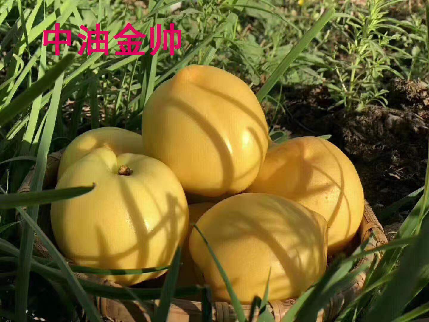 中油黄金帅桃(图1)
