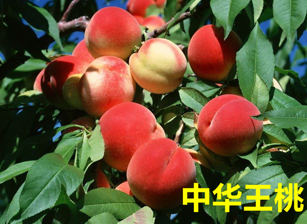中华王桃(图1)