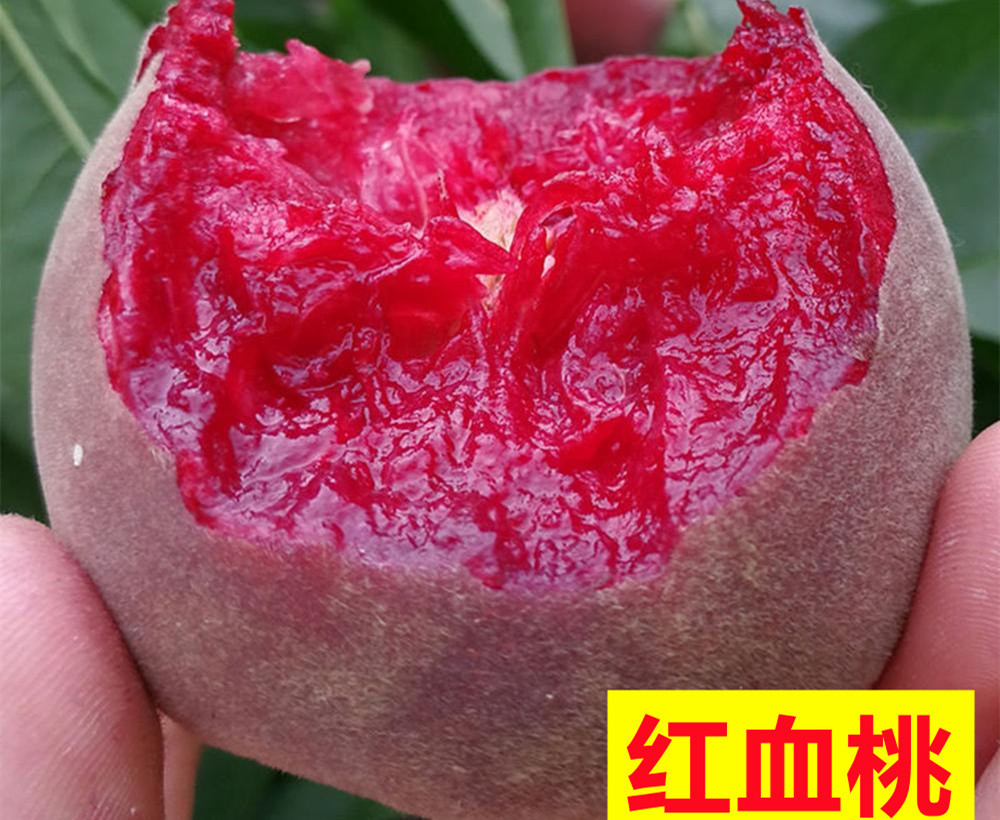 红血桃(图1)