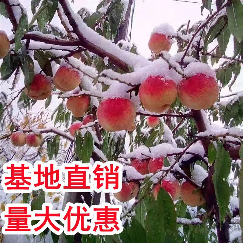 晚熟冬雪桃(图1)