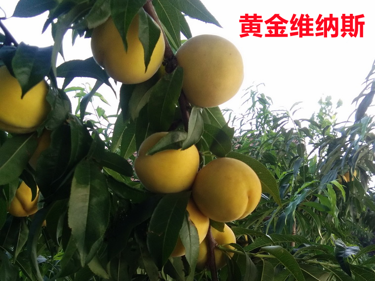 黄金维纳斯(图1)